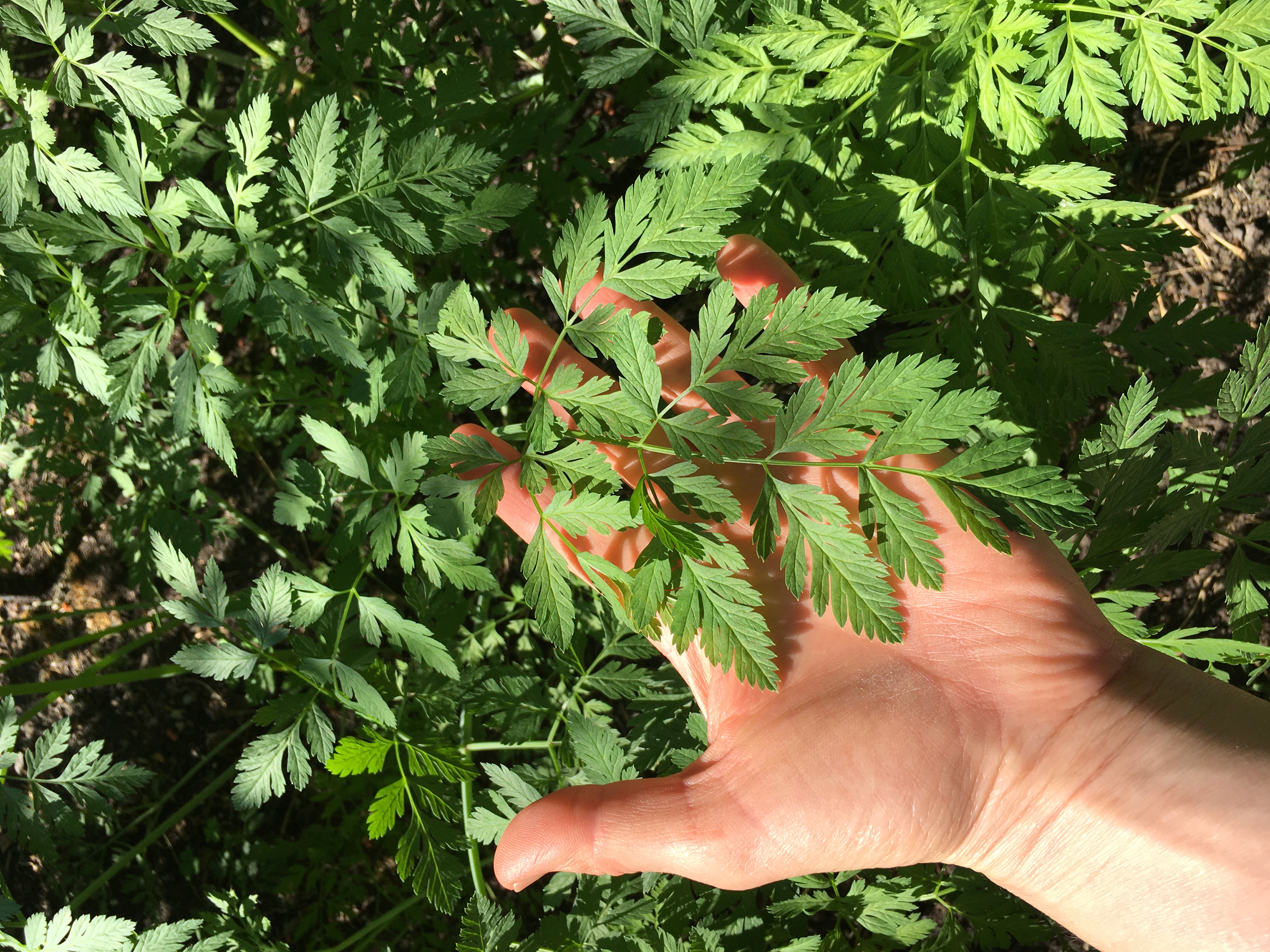 Poison hemlock leaf